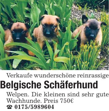 Verkaufe wunderschöne reinrassige Belgische Schäferhund Welpen. Die kleinen sind sehr gute Wachhunde. Preis 750€ ***