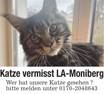 Katze vermisst LA-Moniberg Wer hat unsere Katze gesehen ? bitte melden unter ***