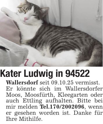 Kater Ludwig in 94522 Wallersdorf seit 09.10.25 vermisst. Er könnte sich im Wallersdorfer Moos, Moosfürth, Kleegarten oder auch Ettling aufhalten. Bitte bei mir melden Tel.***, wenn er gesehen worden ist. Danke für Ihre Mithilfe.