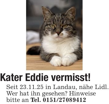 Kater Eddie vermisst!Seit 23.11.25 in Landau, nähe Lidl. Wer hat ihn gesehen? Hinweisebitte an Tel. ***