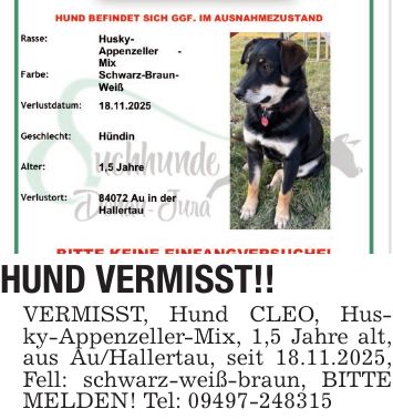 HUND VERMISST!! VERMISST, Hund CLEO, Husky-Appenzeller-Mix, 1,5 Jahre alt, aus Au/Hallertau, seit 18.11.2025, Fell: schwarz-weiß-braun, BITTE MELDEN! Tel: ***