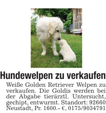 Hundewelpen zu verkaufenWeiße Golden Retriever Welpen zu verkaufen. Die Goldis werden bei der Abgabe tierärztl. Untersucht, gechipt, entwurmt. Standort: 92660 Neustadt, Pr. 1600.- €, ***