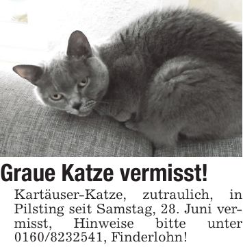 Graue Katze vermisst! Kartäuser-Katze, zutraulich, in Pilsting seit Samstag, 28. Juni vermisst, Hinweise bitte unter ***, Finderlohn!
