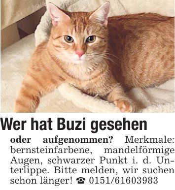Wer hat Buzi gesehenoder aufgenommen? Merkmale: bernsteinfarbene, mandelförmige Augen, schwarzer Punkt i. d. Unterlippe. Bitte melden, wir suchen schon länger! _ ***