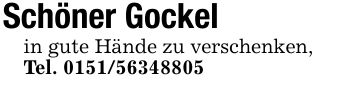 Schöner Gockelin gute Hände zu verschenken,Tel. ***