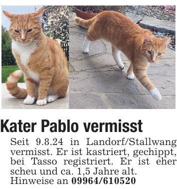 Kater Pablo vermisst Seit 9.8.24 in Landorf/Stallwang vermisst. Er ist kastriert, gechippt, bei Tasso registriert. Er ist eher scheu und ca. 1,5 Jahre alt. Hinweise an ***