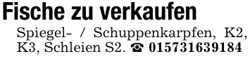 Fische zu verkaufenSpiegel- / Schuppenkarpfen, K2, K3, Schleien S2. _ ***