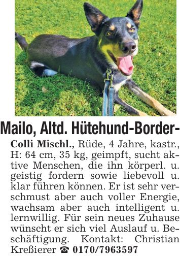 Mailo, Altd. Hütehund-Border- Colli Mischl., Rüde, 4 Jahre, kastr., H: 64 cm, 35 kg, geimpft, sucht aktive Menschen, die ihn körperl. u. geistig fordern sowie liebevoll u. klar führen können. Er ist sehr verschmust aber auch voller Energie, wachsam aber auch intelligent u. lernwillig. Für sein neues Zuhause wünscht er sich viel Auslauf u. Beschäftigung. Kontakt: Christian Kreßierer _ ***