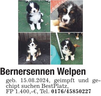 Bernersennen Welpen geb. 15.08.2024, geimpft und gechipt suchen BestPlatz, FP 1.400,-€, Tel. ***