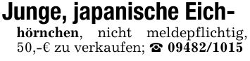 Junge, japanische Eich-hörnchen, nicht meldepflichtig, 50,-€ zu verkaufen; _ ***