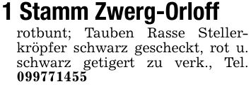 1 Stamm Zwerg-Orloffrotbunt; Tauben Rasse Stellerkröpfer schwarz gescheckt, rot u. schwarz getigert zu verk., Tel. ***