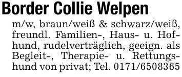 Border Collie Welpenm/w, braun/weiß & schwarz/weiß, freundl. Familien-, Haus- u. Hofhund, rudelverträglich, geeign. als Begleit-, Therapie- u. Rettungshund von privat; Tel. ***