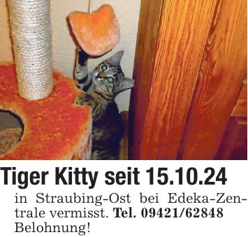 Tiger Kitty seit 15.10.24 in Straubing-Ost bei Edeka-Zentrale vermisst. Tel. *** Belohnung!