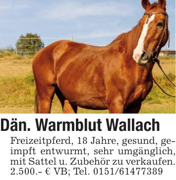 Dän. Warmblut Wallach Freizeitpferd, 18 Jahre, gesund, geimpft entwurmt, sehr umgänglich, mit Sattel u. Zubehör zu verkaufen. 2.500.- € VB; Tel. ***