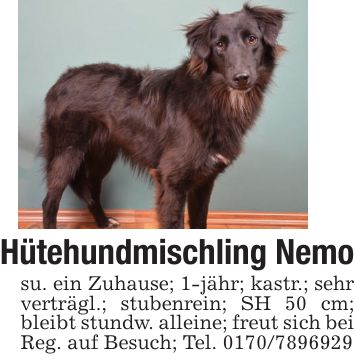 Hütehundmischling Nemosu. ein Zuhause; 1-jähr; kastr.; sehr verträgl.; stubenrein; SH 50 cm; bleibt stundw. alleine; freut sich bei Reg. auf Besuch; Tel. ***