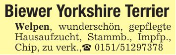 Biewer Yorkshire TerrierWelpen, wunderschön, gepflegte Hausaufzucht, Stammb., Impfp., Chip, zu verk.,_ ***