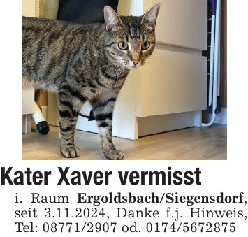 Kater Xaver vermisst i. Raum Ergoldsbach/Siegensdorf, seit 3.11.2024, Danke f.j. Hinweis, Tel: *** od. ***