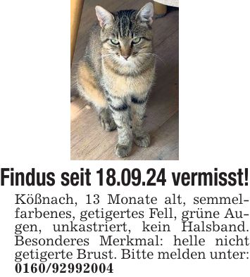 Findus seit 18.09.24 vermisst! Kößnach, 13 Monate alt, semmelfarbenes, getigertes Fell, grüne Augen, unkastriert, kein Halsband. Besonderes Merkmal: helle nicht getigerte Brust. Bitte melden unter: ***