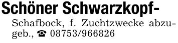 Schöner Schwarzkopf- Schafbock, f. Zuchtzwecke abzugeb., _ ***