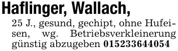 Haflinger, Wallach ,25 J., gesund, gechipt, ohne Hufeisen, wg. Betriebsverkleinerung günstig abzugeben ***