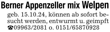 Berner Appenzeller mix Welpengeb. 15.10.24, können ab sofort besucht werden, entwurmt u. geimpft _*** o. ***