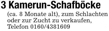 3 Kamerun-Schafböcke(ca. 8 Monate alt), zum Schlachten oder zur Zucht zu verkaufen,Telefon ***