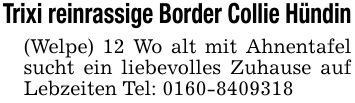 Trixi reinrassige Border Collie Hündin(Welpe) 12 Wo alt mit Ahnentafel sucht ein liebevolles Zuhause auf Lebzeiten Tel: ***