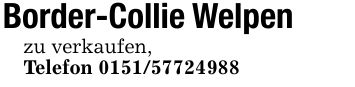 Border-Collie Welpenzu verkaufen,Telefon ***