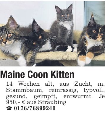 Maine Coon Kitten 14 Wochen alt, aus Zucht, m. Stammbaum, reinrassig, typvoll, gesund, geimpft, entwurmt. Je 950,- € aus Straubing ***