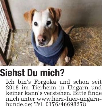 Siehst Du mich? Ich bin`s Forgoka und schon seit 2018 im Tierheim in Ungarn und keiner kann`s verstehen. Bitte finde mich unter www.herz-fuer-ungarnhunde.de; Tel. ***