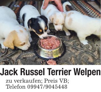 Jack Russel Terrier Welpen zu verkaufen; Preis VB; Telefon ***