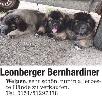 Leonberger Bernhardiner Welpen, sehr schön, nur in allerbeste Hände zu verkaufen. Tel. ***