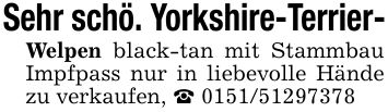 Sehr schö. Yorkshire-Terrier-Welpen black-tan mit Stammbau Impfpass nur in liebevolle Hände zu verkaufen, ***