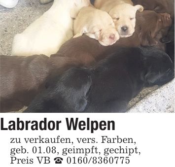 Labrador Welpen zu verkaufen, vers. Farben, geb. 01.08, geimpft, gechipt, Preis VB _ ***