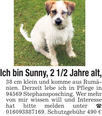 Ich bin Sunny, 2 1/2 Jahre alt, 38 cm klein und komme aus Rumänien. Derzeit lebe ich in Pflege in 94569 Stephansposching. Wer mehr von mir wissen will und Interesse hat bitte melden unter _ ***. Schutzgebühr 490 €