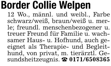 Border Collie Welpen12 Wo., männl. und weibl., Farbe schwarz/weiß, braun/weiß u. merle; freundl. menschenbezogener u. treuer Freund für Familie u. wach- samer Haus- u. Hofhund, auch geeignet als Therapie- und Begleithund, von privat, m. tierärztl. Gesundsheitzeugnis. _ ***