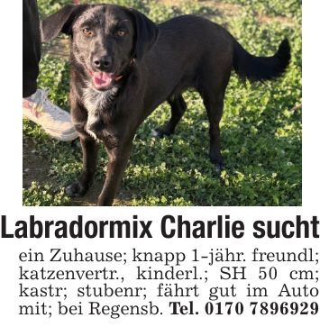 Labradormix Charlie sucht ein Zuhause; knapp 1-jähr. freundl; katzenvertr., kinderl.; SH 50 cm; kastr; stubenr; fährt gut im Auto mit; bei Regensb. Tel. ***
