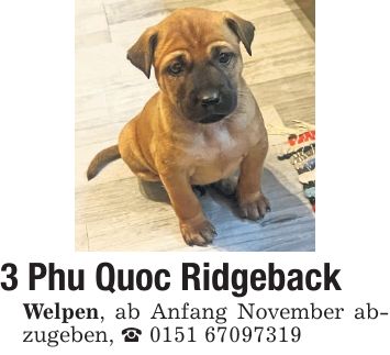 3 Phu Quoc Ridgeback Welpen, ab Anfang November abzugeben, _ ***
