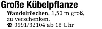 Große Kübelpflanze Wandelröschen, 1,50 m groß, zu verschenken._ *** ab 18 Uhr