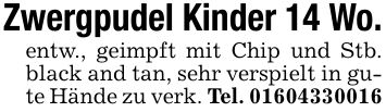 Zwergpudel Kinder 14 Wo.entw., geimpft mit Chip und Stb. black and tan, sehr verspielt in gute Hände zu verk. Tel. ***