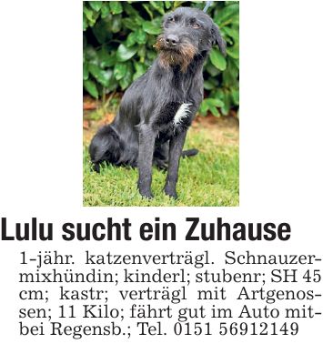 Lulu sucht ein Zuhause 1-jähr. katzenverträgl. Schnauzermixhündin; kinderl; stubenr; SH 45 cm; kastr; verträgl mit Artgenossen; 11 Kilo; fährt gut im Auto mitbei Regensb.; Tel. ***