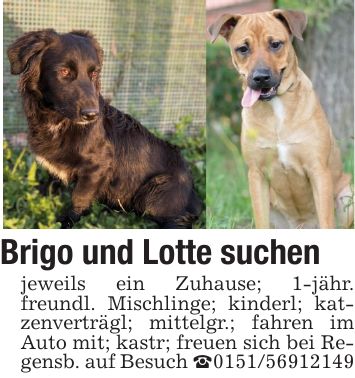 Brigo und Lotte suchen jeweils ein Zuhause; 1-jähr. freundl. Mischlinge; kinderl; katzenverträgl; mittelgr.; fahren im Auto mit; kastr; freuen sich bei Regensb. auf Besuch _***