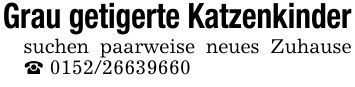 Grau getigerte Katzenkindersuchen paarweise neues Zuhause _ ***