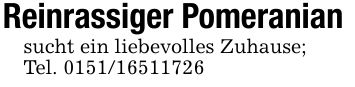 Reinrassiger Pomeranian sucht ein liebevolles Zuhause;Tel. ***