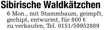 Sibirische Waldkätzchen6 Mon., mit Stammbaum, geimpft, gechipt, entwurmt, für 800 €zu verkaufen; Tel. ***