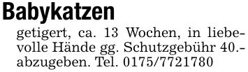 Babykatzengetigert, ca. 13 Wochen, in liebevolle Hände gg. Schutzgebühr 40.- abzugeben. Tel. ***