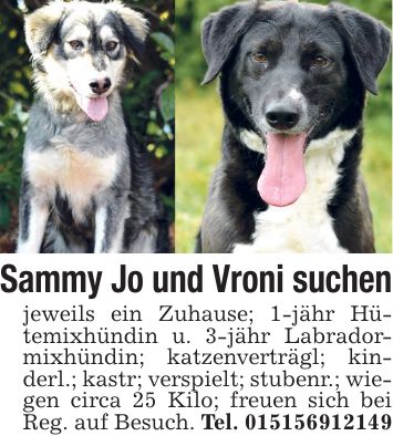 Sammy Jo und Vroni suchen jeweils ein Zuhause; 1-jähr Hütemixhündin u. 3-jähr Labradormixhündin; katzenverträgl; kinderl.; kastr; verspielt; stubenr.; wiegen circa 25 Kilo; freuen sich bei Reg. auf Besuch. Tel. ***