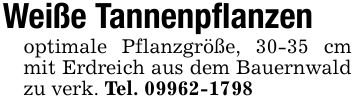 Weiße Tannenpflanzenoptimale Pflanzgröße, 30-35 cm mit Erdreich aus dem Bauernwald zu verk. Tel. ***