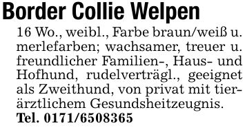 Border Collie Welpen16 Wo., weibl., Farbe braun/weiß u. merlefarben; wachsamer, treuer u. freundlicher Familien-, Haus- und Hofhund, rudelverträgl., geeignet als Zweithund, von privat mit tierärztlichem Gesundsheitzeugnis.Tel. ***