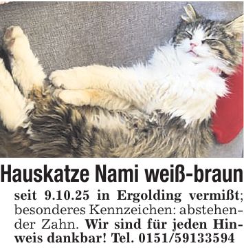 Hauskatze Nami weiß-braun seit 9.10.25 in Ergolding vermißt; besonderes Kennzeichen: abstehender Zahn. Wir sind für jeden Hinweis dankbar! Tel. ***